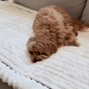 PawniMates Sofa protecting Cover