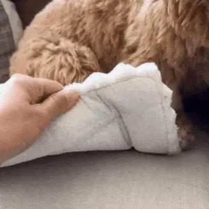 PawniMates Sofa protecting Cover